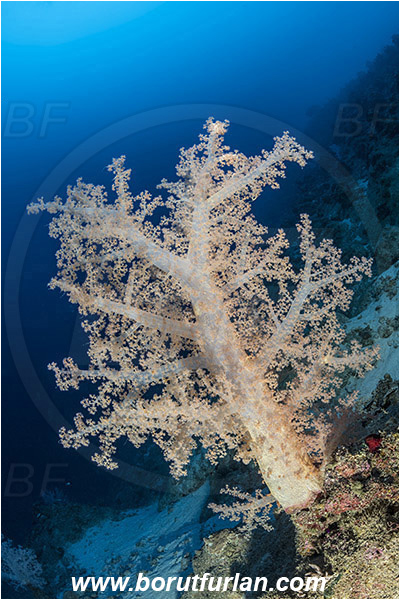 Marsa Shagra, Marsa Alam, Egypt, Red sea, Dendronephthya hemprichi, Dendronephthya, Nephtheidae, Soft coral, Coral, Anthozoa, Cnidaria, Cnidarian, Reef