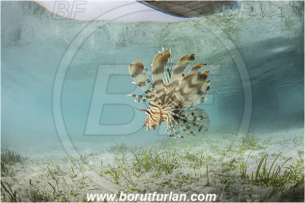 Marsa Shagra, Marsa Alam, Egypt, Red sea, Fish, Surface, Reflections, Pterois miles, Pterois, Scorpaenidae, Devil Firefish, Common lionfish, Lionfish, Sand, Grass