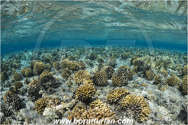 Ras Muhammad, Sinai, Egypt, Red sea, Stylophora wellsi, Stylophora, Pocilloporidae, Coral, Hard coral, Cnidaria, Cnidarian, Reef, Reef top, Shallow, Reflections