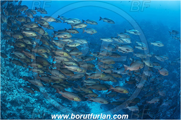 Ras Muhammad, Sinai, Egypt, Red sea, Lutjanus bohar, Lutjanus, Lutjanidae, Two-spot red snapper, Snapper, Fish, Fish school, Reef