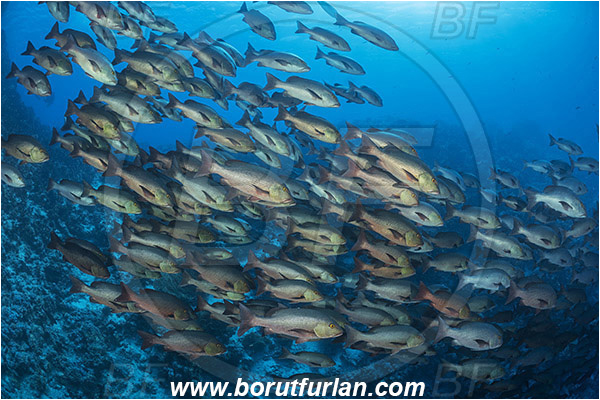 Ras Muhammad, Sinai, Egypt, Red sea, Lutjanus bohar, Lutjanus, Lutjanidae, Two-spot red snapper, Snapper, Fish, Fish school, Reef
