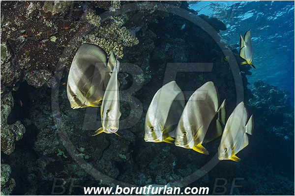 Ras Muhammad, Sinai, Egypt, Red sea, Platax orbicularis, Platax, Ephippidae, Round Batfish, Orbicular batfish, Batfish, Fish, Fish school, Reef