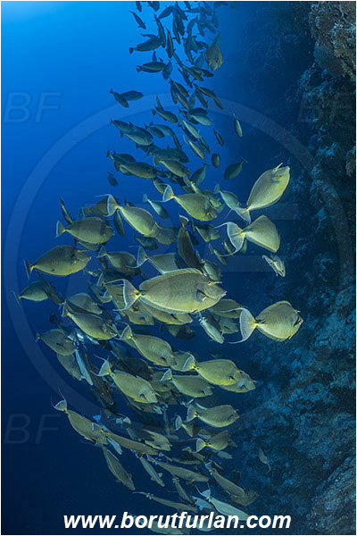 Ras Muhammad, Sinai, Egypt, Red sea, Naso unicornis, Naso, Acanthuridae, Bluespine unicornfish, Unicornfish, Surgeonfish, Fish, Fish school, Reef, Wall