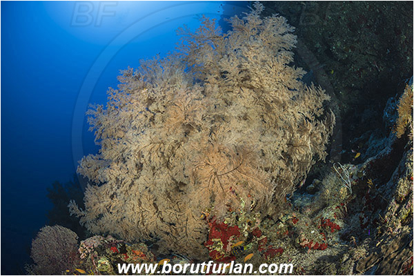Ras Muhammad, Sinai, Egypt, Red sea, Sea Fan, Gorgonia, Coral, Anthozoa, Cnidaria, Cnidarian, Reef, Unidentified