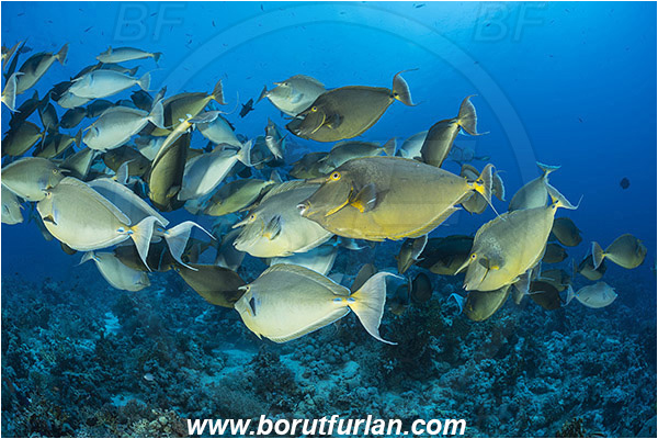 Ras Muhammad, Sinai, Egypt, Red sea, Naso unicornis, Naso, Acanthuridae, Bluespine unicornfish, Unicornfish, Surgeonfish, Fish, Fish school, Reef