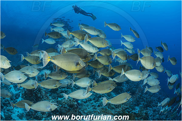 Ras Muhammad, Sinai, Egypt, Red sea, Naso unicornis, Naso, Acanthuridae, Bluespine unicornfish, Unicornfish, Surgeonfish, Fish, Fish school, Reef, Diver