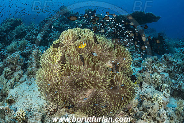 Ras Muhammad, Sinai, Egypt, Red sea, Heteractis magnifica, Heteractis, Stichodactylidae, Magnificent Sea Anemone, Anemone, Anthozoa, Cnidaria, Cnidarian, Reef, Amphiprion bicinctus, Amphiprion, Pomacentridae, Red Sea Anemonefish, Anemonefish, Red sea Clownfish, Clownfish, Dascyllus trimaculatus, Dascyllus, Threespot Damselfish, Fish