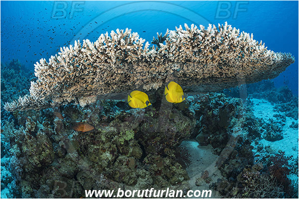 Ras Muhammad, Sinai, Egypt, Red sea, Acropora hyacinthus, Acropora, Acroporidae, Anthozoa, Cnidaria, Cnidarian, Acropora hard coral, Coral, Reef, Chaetodon semilarvatus, Chaetodon, Chaetodontidae, Masked Butterflyfish, Butterflyfish, Fish