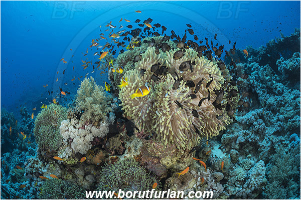 Ras Muhammad, Sinai, Egypt, Red sea, Heteractis magnifica, Heteractis, Stichodactylidae, Magnificent Sea Anemone, Anemone, Anthozoa, Cnidaria, Cnidarian, Reef, Amphiprion bicinctus, Amphiprion, Pomacentridae, Red Sea Anemonefish, Anemonefish, Red sea Clownfish, Clownfish, Dascyllus trimaculatus, Dascyllus, Threespot Damselfish, Fish