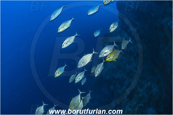 Ras Muhammad, Sinai, Egypt, Red sea, Carangoides bajad, Carangoides, Carangidae, Orangespotted Trevally, Trevally, Fish, Fish school, Reef