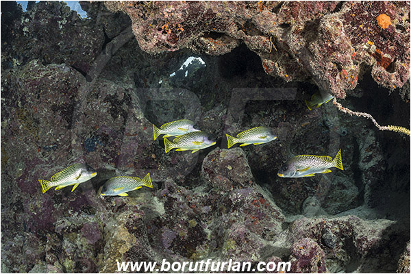 Ras Muhammad, Sinai, Egypt, Red sea, Plectorhinchus gaterinus, Plectorhinchus, Haemulidae, Blackspotted sweetlips, Sweetlips, Fish, Fish school, Reef, Cave