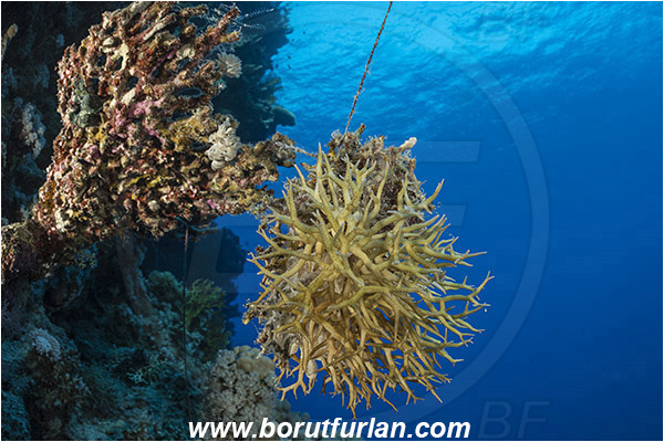 Ras Muhammad, Sinai, Egypt, Red sea, Seriatopora hystrix, Seriatopora, Pocilloporidae, Coral, Bird