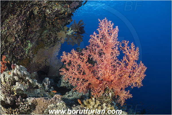 Ras Muhammad, Sinai, Egypt, Red sea, Dendronephthya hemprichi, Dendronephthya, Nephtheidae, Soft coral, Coral, Anthozoa, Cnidaria, Cnidarian, Reef