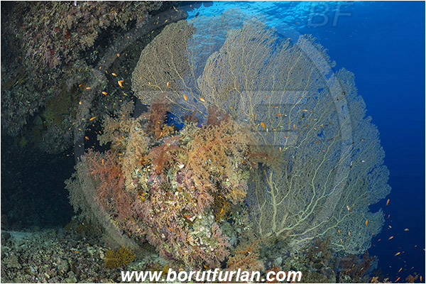 Ras Muhammad, Sinai, Egypt, Red sea, Annella mollis, Annella, Subergorgiidae, Gorgonian Sea Fan, Giant Sea Fan, Gorgonia, Coral, Anthozoa, Cnidaria, Cnidarian, Reef