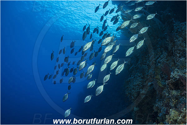 Ras Muhammad, Sinai, Egypt, Red sea, Carangoides bajad, Carangoides, Carangidae, Orangespotted Trevally, Trevally, Fish, Fish school, Reef