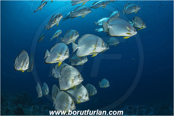 Ras Muhammad, Sinai, Egypt, Red sea, Platax orbicularis, Platax, Ephippidae, Round Batfish, Orbicular batfish, Batfish, Fish, Fish school, Reef