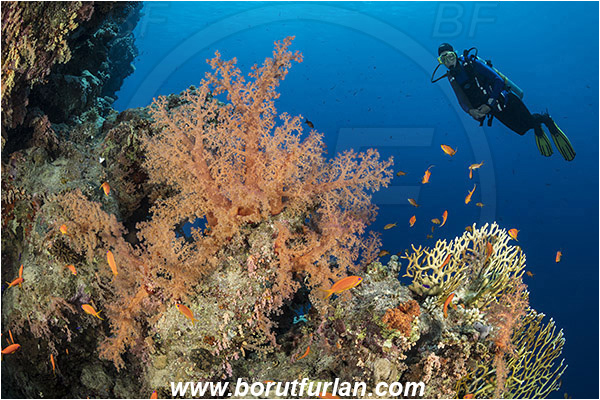 Ras Muhammad, Sinai, Egypt, Red sea, Dendronephthya hemprichi, Dendronephthya, Nephtheidae, Soft coral, Coral, Anthozoa, Cnidaria, Cnidarian, Reef, Diver