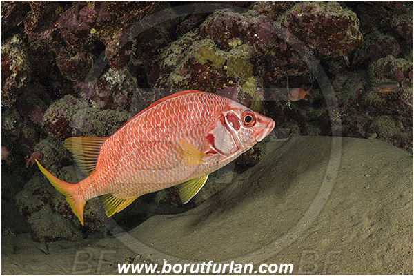 Marsa Bareika, Sinai, Egypt, Red sea, Sargocentron spiniferum, Sargocentron, Holocentridae, Sabre Squirrelfish, Longjaw Squirrelfish, Squirrelfish, Fish, Reef