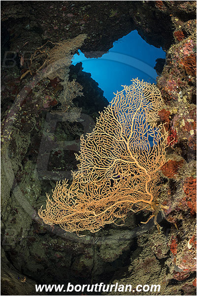 Marsa Bareika, Sinai, Egypt, Red sea, Annella mollis, Annella, Subergorgiidae, Gorgonian Sea Fan, Giant Sea Fan, Gorgonia, Anthozoa, Cnidaria, Cnidarian, Reef, Cave