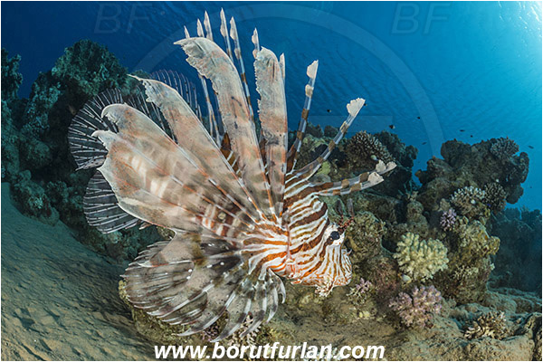 Marsa Bareika, Sinai, Egypt, Red sea, Pterois miles, Pterois, Scorpaenidae, Devil Firefish, Lionfish, Fish, Reef