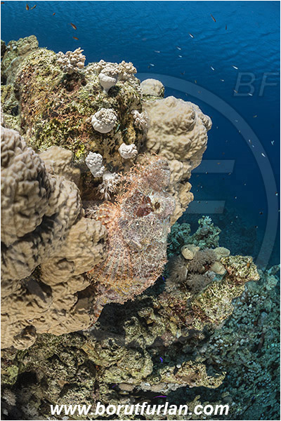 Marsa Bareika, Sinai, Egypt, Red sea, Scorpaenopsis oxycephala, Scorpaenopsis, Scorpaenidae, Tassled scorpionfish, Scorpionfish, Fish, Reef