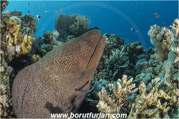 Marsa Bareika, Sinai, Egypt, Red sea, Gymnothorax javanicus, Gymnothorax, Muraenidae, Giant Moray, Moray, Fish, Portrait, Reef, Labroides dimidiatus, Labroides, Labridae, Cleaner Wrasse, Wrasse, Cleaning