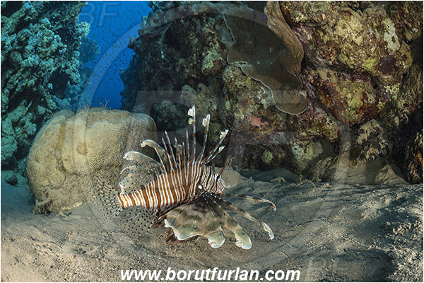 Marsa Bareika, Sinai, Egypt, Red sea, Pterois miles, Pterois, Scorpaenidae, Devil Firefish, Lionfish, Fish, Reef