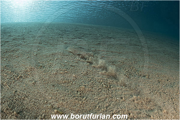 Marsa Bareika, Sinai, Egypt, Red sea, Flounder, Fish, Unidentified, Sand