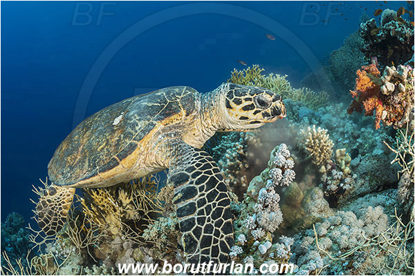 Ras Muhammad, Sinai, Egypt, Red sea, Eretmochelys imbricata, Eretmochelys, Cheloniidae, Reptilia, Reptilian, Hawksbill Sea Turtle, Turtle, Reef, Feeding