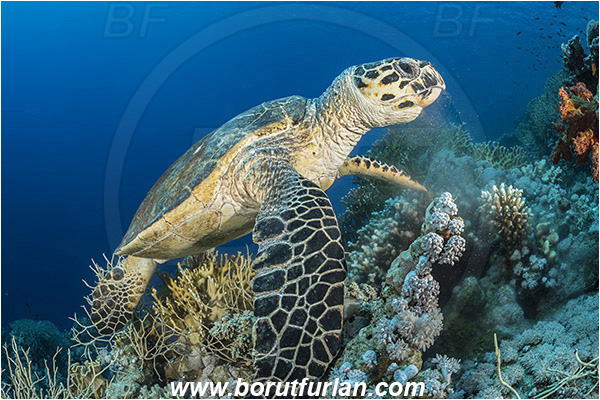Ras Muhammad, Sinai, Egypt, Red sea, Eretmochelys imbricata, Eretmochelys, Cheloniidae, Reptilia, Reptilian, Hawksbill Sea Turtle, Turtle, Reef, Feeding