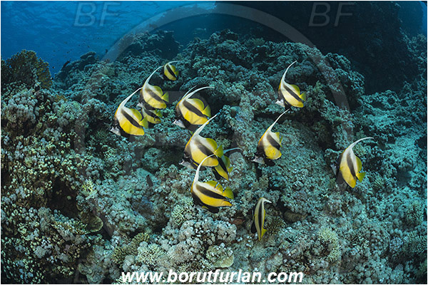 Ras Muhammad, Sinai, Egypt, Red sea, Heniochus intermedius, Heniochus, Chaetodontidae, Red sea bannerfish, Bannerfish, Butterflyfish, Fish, Fish school, Reef