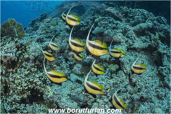 Ras Muhammad, Sinai, Egypt, Red sea, Heniochus intermedius, Heniochus, Chaetodontidae, Red sea bannerfish, Bannerfish, Butterflyfish, Fish, Fish school, Reef