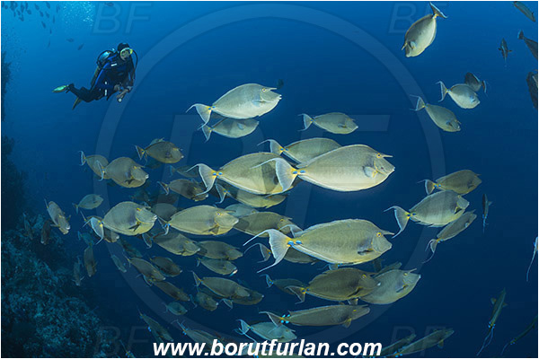 Ras Muhammad, Sinai, Egypt, Red sea, Naso unicornis, Naso, Acanthuridae, Bluespine unicornfish, Unicornfish, Surgeonfish, Fish, Fish school, Reef, Diver