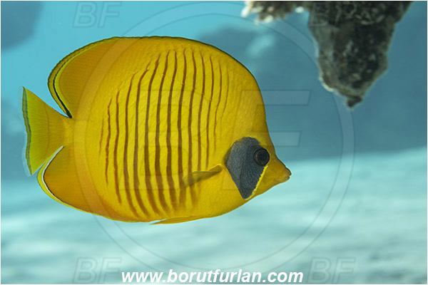 Marsa Bareika, Sinai, Egypt, Red sea, Chaetodon semilarvatus, Chaetodon, Chaetodontidae, Masked Butterflyfish, Butterflyfish, Fish