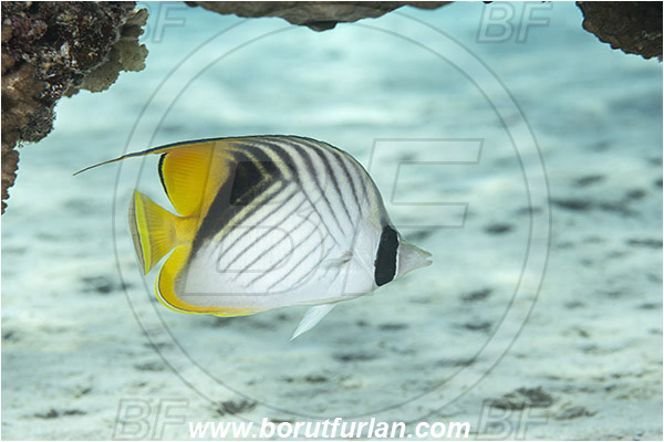 Marsa Bareika, Sinai, Egypt, Red sea, Chaetodon auriga, Chaetodon, Chaetodontidae, Threadfin Butterflyfish, Butterflyfish, Fish