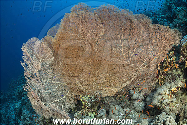 Straits of Tiran, Sinai, Egypt, Red sea, Annella mollis, Annella, Subergorgiidae, Gorgonian Sea Fan, Giant Sea Fan, Gorgonia, Anthozoa, Cnidaria, Cnidarian, Reef