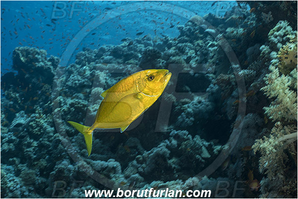Straits of Tiran, Sinai, Egypt, Red sea, Carangoides bajad, Carangoides, Carangidae, Orangespotted Trevally, Trevally, Fish, Reef