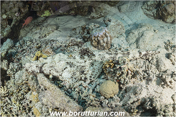 Straits of Tiran, Sinai, Egypt, Red sea, Papilloculiceps longiceps, Papilloculiceps, Platycephalidae, Tentacled flathead, Flathead, Fish, Reef