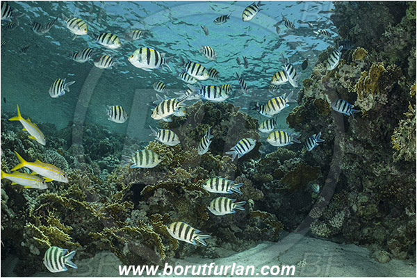 Straits of Tiran, Sinai, Egypt, Red sea, Abudefduf sexfasciatus, Abudefduf, Pomacentridae, Scissortail sergeant, Sergeant, Damselfish, Fish, Fish school, Reef