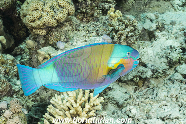 Straits of Tiran, Sinai, Egypt, Red sea, Chlorurus sordidus, Chlorurus, Scaridae, Daisy parrotfish, Parrotfish, Fish