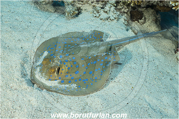 Straits of Tiran, Sinai, Egypt, Red sea, Taeniura lymma, Taeniura, Dasyatidae, Elasmobranchii, Bluespotted ribbontail ray, Blue spotted stingray, Stingray