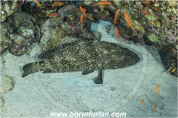 Straits of Tiran, Sinai, Egypt, Red sea, Epinephelus tauvina, Epinephelus, Serranidae, Greasy grouper, Grouper, Fish