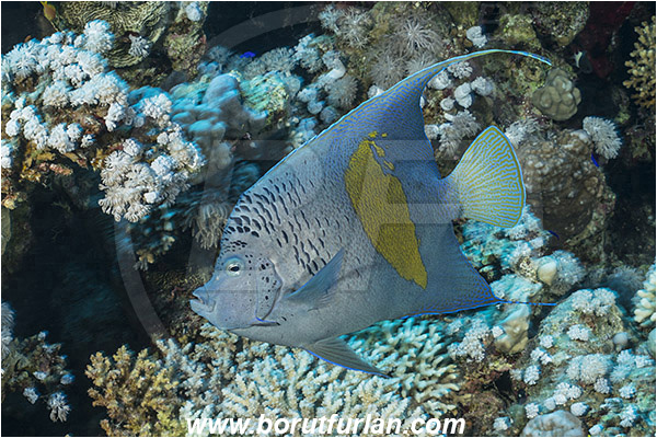 Straits of Tiran, Sinai, Egypt, Red sea, Pomacanthus maculosus, Pomacanthus, Yellowbar angelfish, Angelfish, Pomacanthidae, Fish