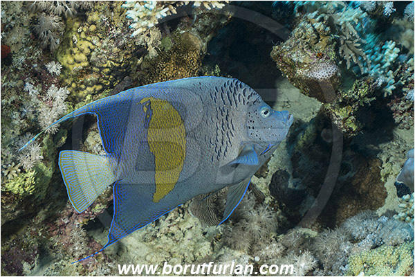 Straits of Tiran, Sinai, Egypt, Red sea, Pomacanthus maculosus, Pomacanthus, Yellowbar angelfish, Angelfish, Pomacanthidae, Fish