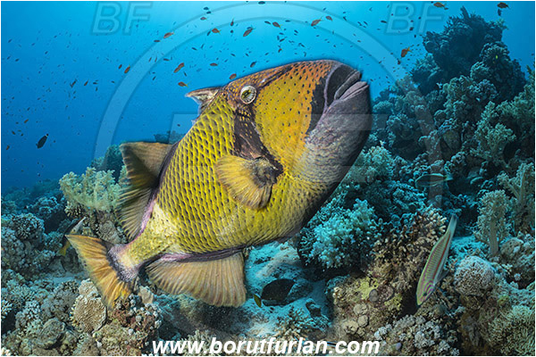 Straits of Tiran, Sinai, Egypt, Red sea, Balistoides viridescens, Balistoides, Balistidae, Titan triggerfish, Triggerfish, Fish, Reef