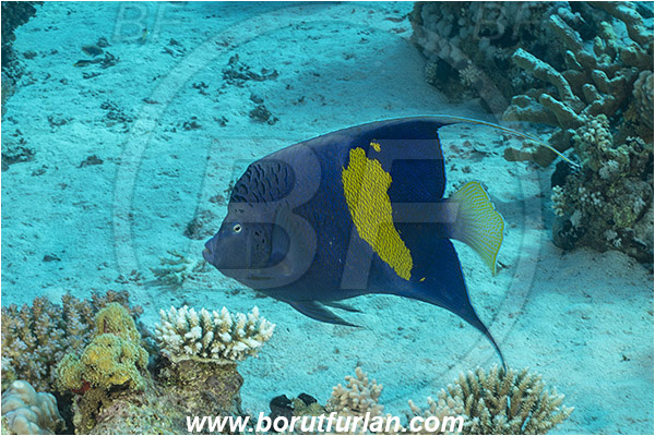 Straits of Tiran, Sinai, Egypt, Red sea, Pomacanthus maculosus, Pomacanthus, Yellowbar angelfish, Angelfish, Pomacanthidae, Fish, Reef