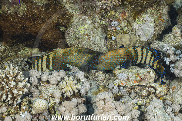 Straits of Tiran, Sinai, Egypt, Red sea, Cephalopholis argus, Cephalopholis, Serranidae, Peacock grouper, Grouper, Fish, Fight