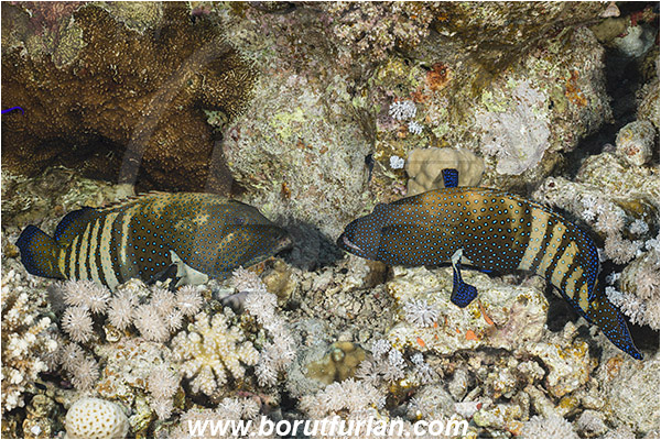 Straits of Tiran, Sinai, Egypt, Red sea, Cephalopholis argus, Cephalopholis, Serranidae, Peacock grouper, Grouper, Fish