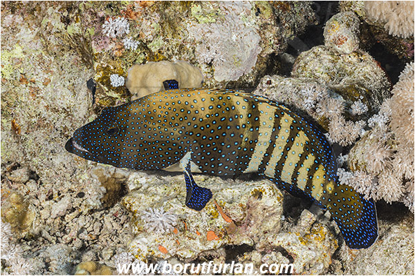 Straits of Tiran, Sinai, Egypt, Red sea, Cephalopholis argus, Cephalopholis, Serranidae, Peacock grouper, Grouper, Fish