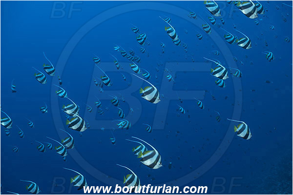Straits of Tiran, Sinai, Egypt, Red sea, Heniochus diphreutes, Heniochus, Chaetodontidae, Schooling bannerfish, Bannerfish, Fish, Fish school
